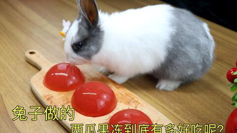 娱乐吃瓜小兔子小说